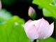 一日一生仏陀のことば
